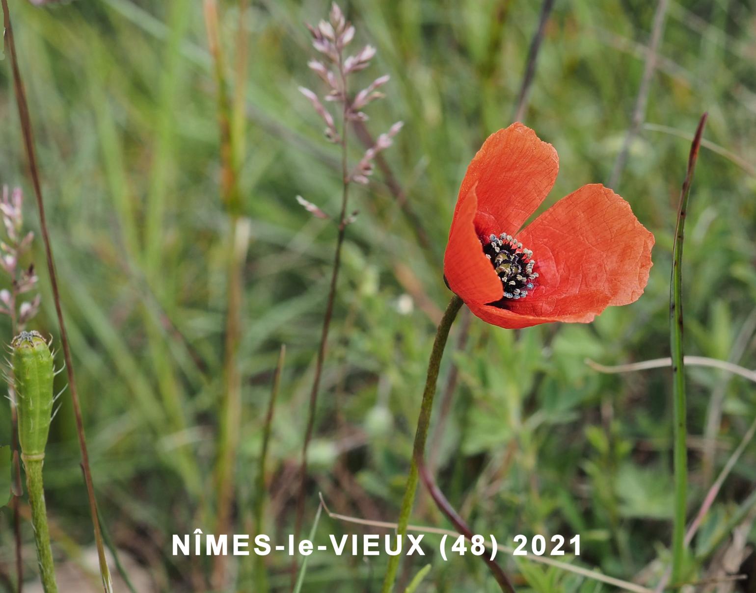 Poppy, Long-headed Prickly